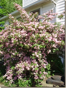May2010 166