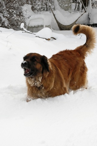 [Lovis i snö 3[3].jpg]