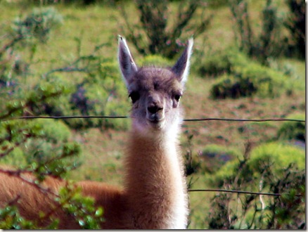 torres del paine 031