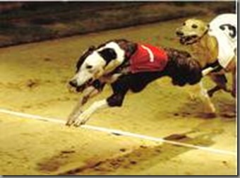 Greyhound_Greenside_Wonder-_3