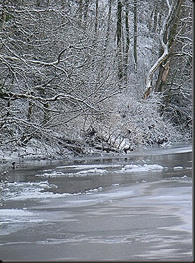 frozen milk2010 005 frozen milk2010 005