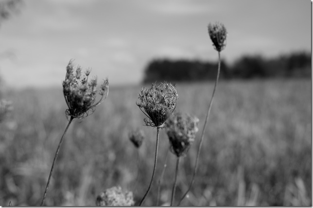 B&W-4