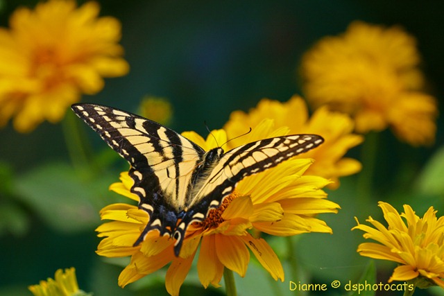 [IMG_2355 Canadian Tiger Swallowtail[6].jpg]