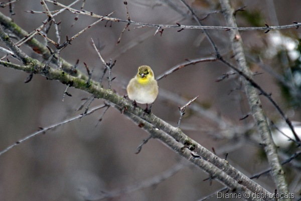 IMG_1827 Little Yellow Bird