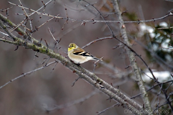 IMG_1824 Little Yellow Bird