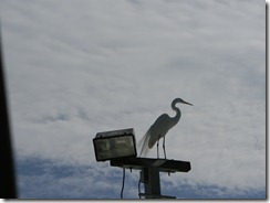egret