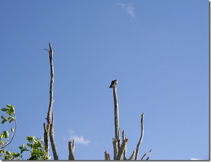 Osprey at Sawgrass Recreation Park