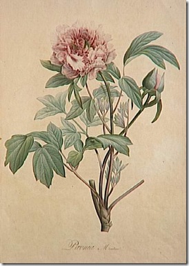 pavonia flor
