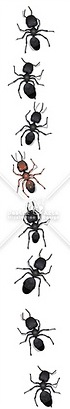 [trail_of_ants[12].jpg]