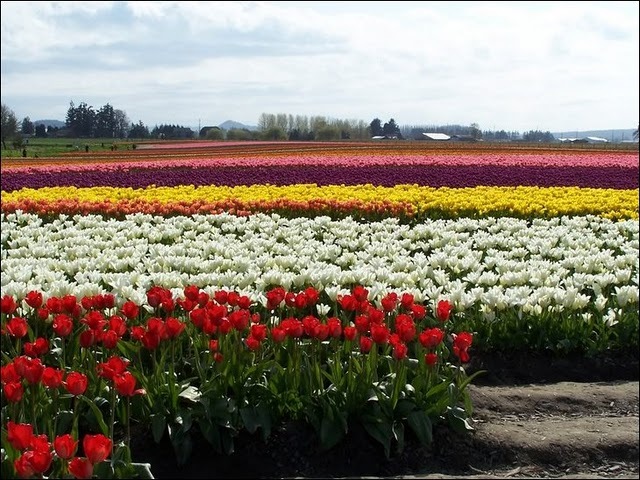 [tulip-fields6[3].jpg]