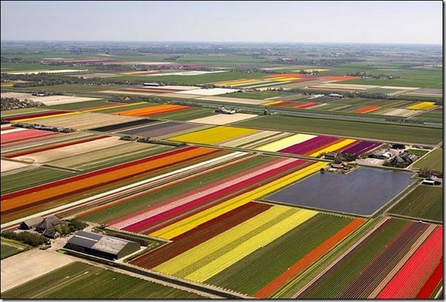 tulip-fields11