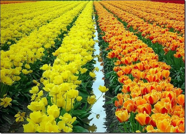 tulip-fields12