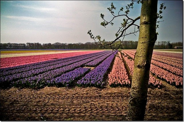 tulip-fields21