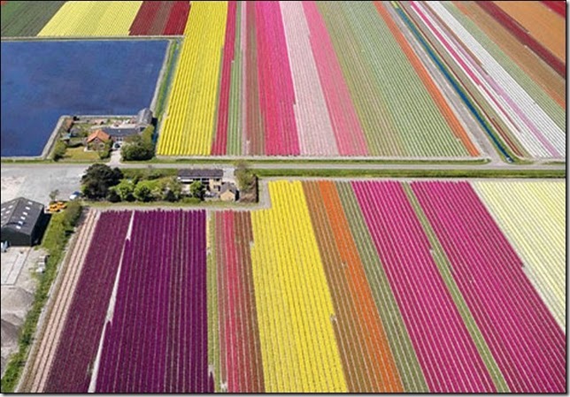 tulip-fields29