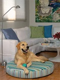 Cachorro para apartamento