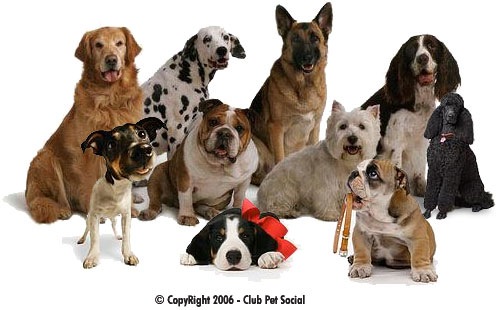 [raças-de-cães[9].jpg]