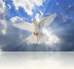 s_white_dove_2_ s_white_dove_2_