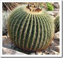 يفية تربية و زراعة الصبارات والعناية بها Cactuses  7_thumb%5B1%5D