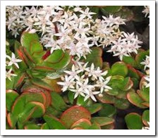 Crassula arborescens