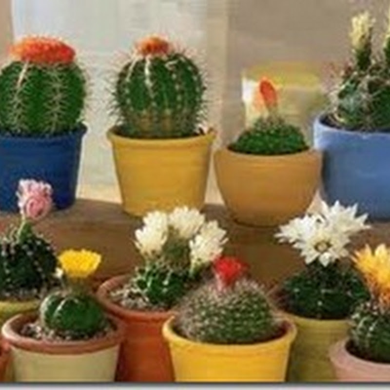 هبة لاند: كيفية تربية و زراعة الصبارات والعناية بها Cactuses