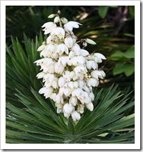 Yucca –aloifolia Yucca –aloifolia
