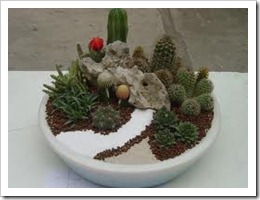 يفية تربية و زراعة الصبارات والعناية بها Cactuses  73_thumb%5B1%5D