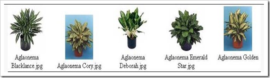 كل ما تريد معرفته عن الأجلونيما AGLAONEMA  Aglo4_thumb%5B5%5D