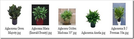 نبات الاجلونيما Aglo5_thumb%5B4%5D