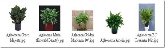 كل ما تريد معرفته عن الأجلونيما AGLAONEMA  Aglo5_thumb%5B4%5D