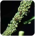 aphids