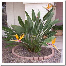 اسطورة زهرة عصفور الجنة ..Strelitzia reginae  B9e626c3b8_thumb%5B9%5D