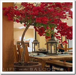 062810_Bougainvillea3 062810_Bougainvillea3