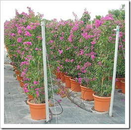 bougainvillea_15L_02 bougainvillea_15L_02