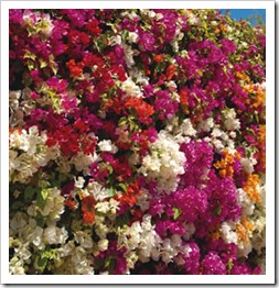 Bougainvillea_Assort_08-01