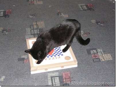 kotka_pizza_1 kotka_pizza_1