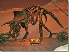 Dinosaur Museum 03