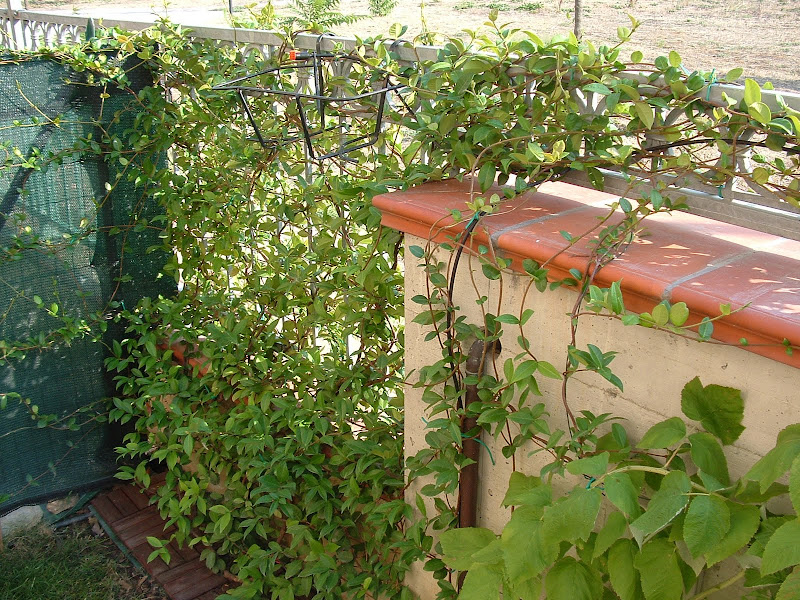 DSCF0530.JPG
