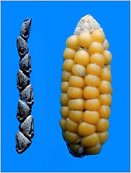 Maize Origin Of Maize | RM. Maize Origin Of Maize | RM.