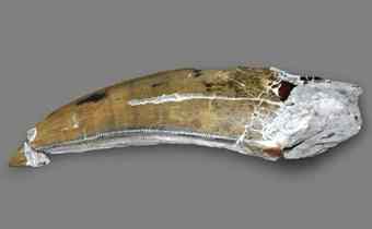 The well-preserved tooth of a tyrannosaurid (likely Albertosaurus) located during a tunnel excavation a City of Edmonton worker. The well-preserved tooth of a tyrannosaurid (likely Albertosaurus) located during a tunnel excavation a City of Edmonton worker.