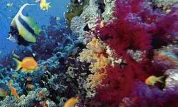 One in four coral species are under threat of extinction. Photograph: Corbis One in four coral species are under threat of extinction. Photograph: Corbis