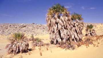 Environmentalists have called for urgent action to save the last 400 argun palm trees, a rare desert palm tree highly valued by the ancient Egyptians. Medemia6_WB_main (Main)
