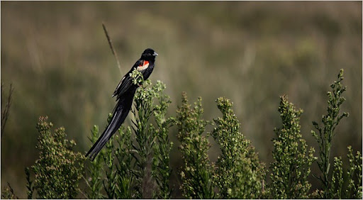 Recalled+to+life+meaning