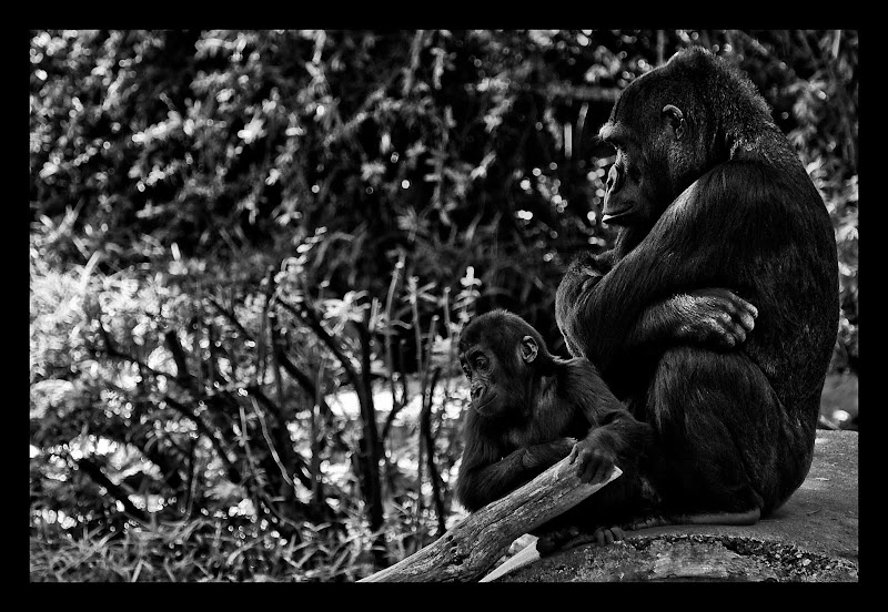 IMAGE: http://lh3.ggpht.com/_BfL0yCQSUnQ/S_sjIDE3lCI/AAAAAAAASds/ZM6vWIabW-k/s800/IMG_1629.jpg