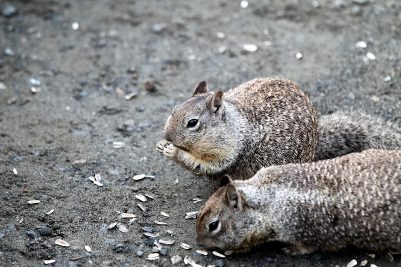 IMAGE: http://lh3.ggpht.com/_BfL0yCQSUnQ/SzgXy6UfGpI/AAAAAAAAJyM/vmE1lBiGhYM/s800/IMG_0326.JPG