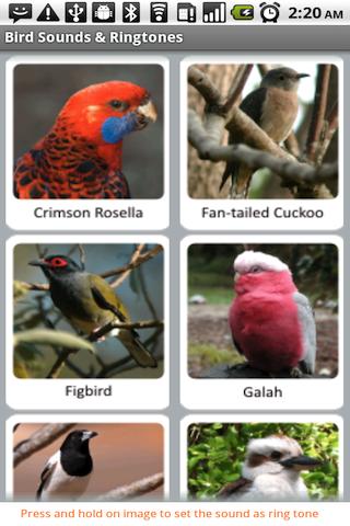 【免費娛樂App】Bird Sounds & Ringtones-APP點子