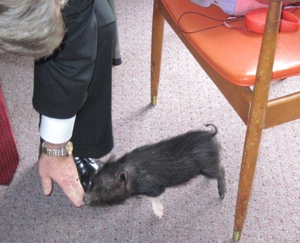 [2010 Domestic Baby Pig Pres Tucker[2].jpg]