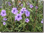 DSCN2658 DSCN2658