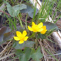 Marsh Marigold