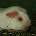 DSCF4979.JPG