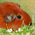 DSCF4985.JPG